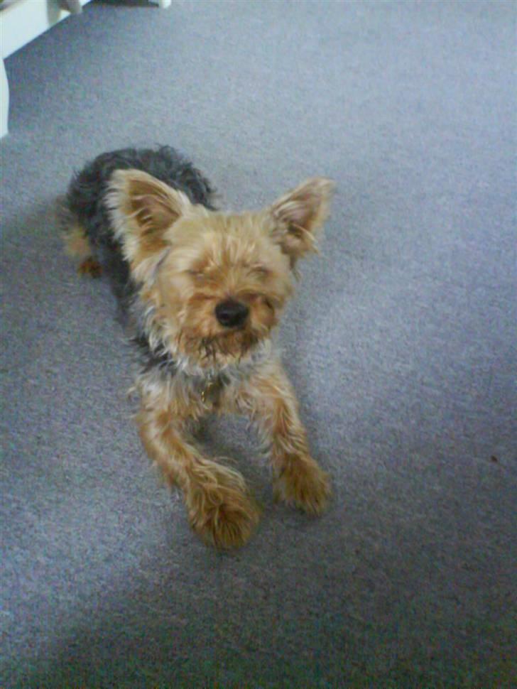 Yorkshire terrier Kurt billede 10