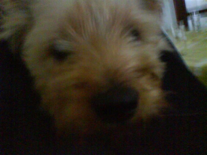 Yorkshire terrier Kurt billede 11