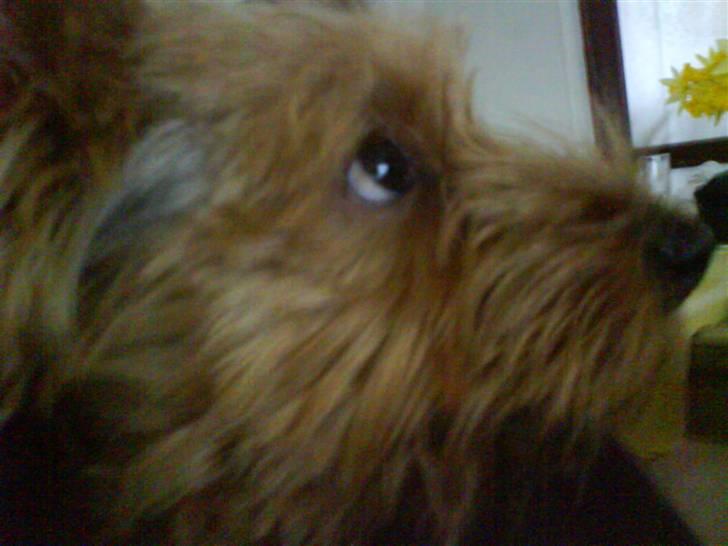 Yorkshire terrier Kurt billede 12