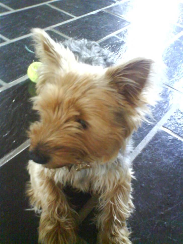 Yorkshire terrier Kurt billede 13