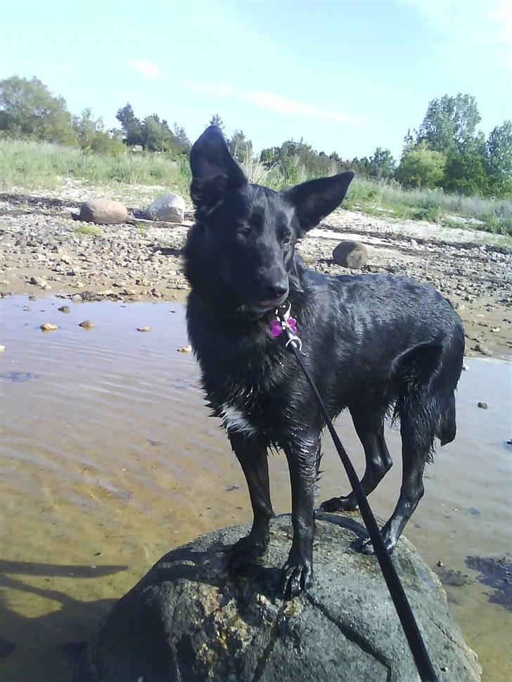 Blanding af racer Ziggi (Lille cirkus tøs<3 - Uhh det er bare så dejligt at ligge i solen :D<33 yngre  Fotograf : Miig  billede 2