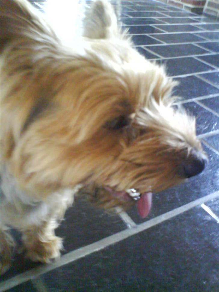 Yorkshire terrier Kurt billede 14