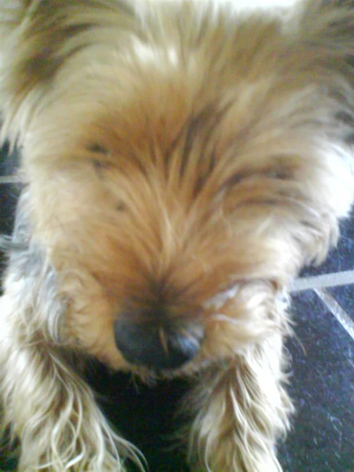 Yorkshire terrier Kurt billede 15