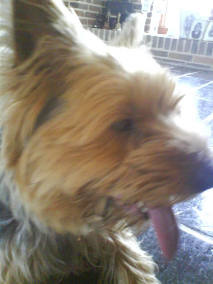 Yorkshire terrier Kurt billede 16
