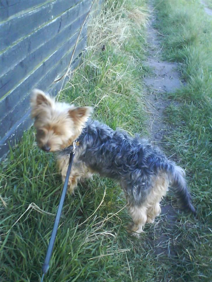 Yorkshire terrier Kurt billede 17