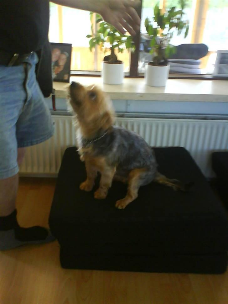 Yorkshire terrier Kurt billede 18