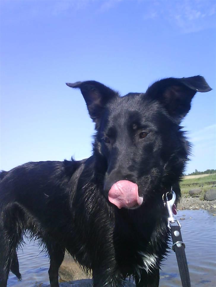 Blanding af racer Ziggi (Lille cirkus tøs<3 - Nede på strande ,slikke slikke¨´ :D <3  Fotograf : Miig billede 3