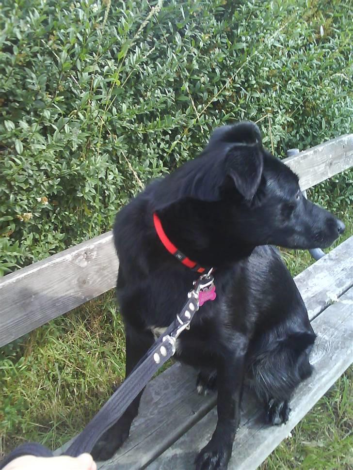 Blanding af racer Ziggi (Lille cirkus tøs<3 - Den smukke tøz ´sidder på bænken , og vi kan lide det!!< 3Fotograf :Mig billede 4