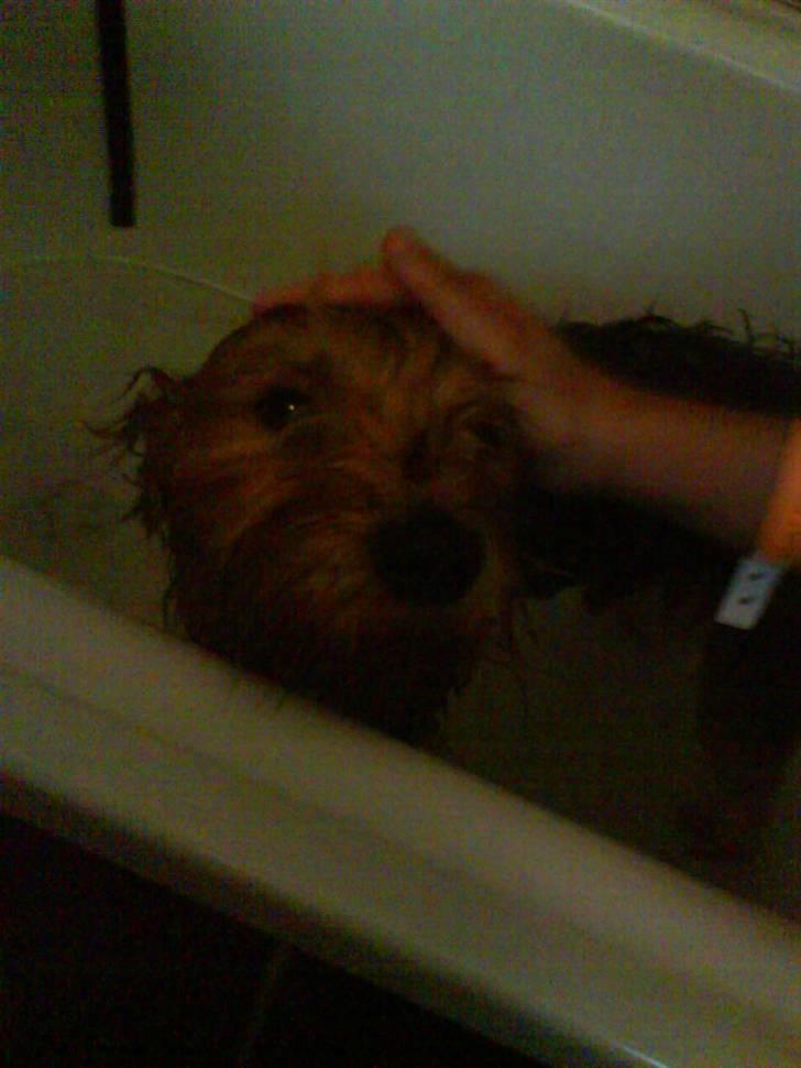 Yorkshire terrier Kurt billede 20