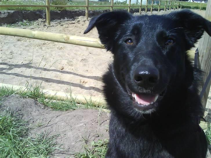 Blanding af racer Ziggi (Lille cirkus tøs<3 - Nuuh du sider lige og gikker på at jeg rider<33  fotograf : mor billede 5