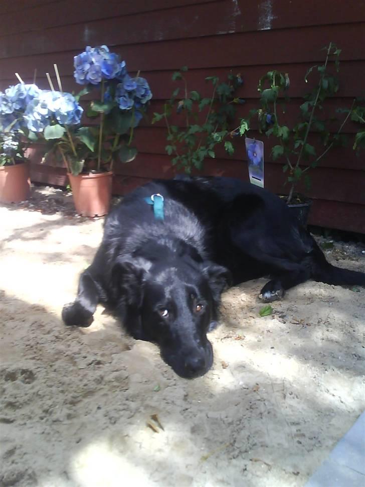 Blanding af racer Ziggi (Lille cirkus tøs<3 - Er du trær skatter pige :D<3   Fotograf: Miig  billede 6