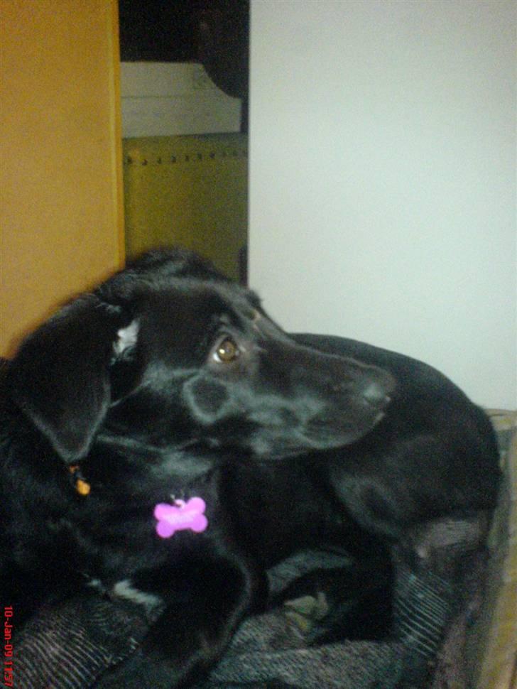 Blanding af racer Ziggi (Lille cirkus tøs<3 - nuuh hvor ser du bare uskyltig ud , og det er du også min skat´h :D <3  Fotograf : Miig billede 7