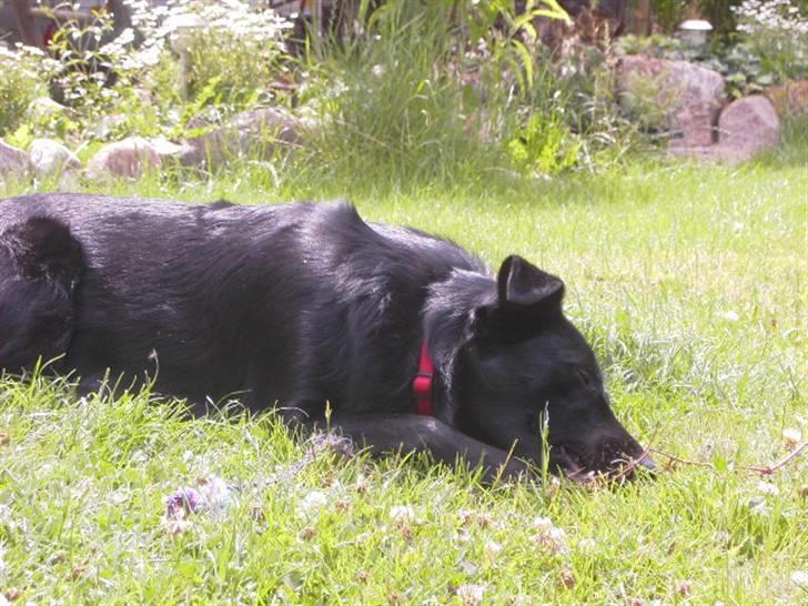 Blanding af racer Ziggi (Lille cirkus tøs<3 billede 8