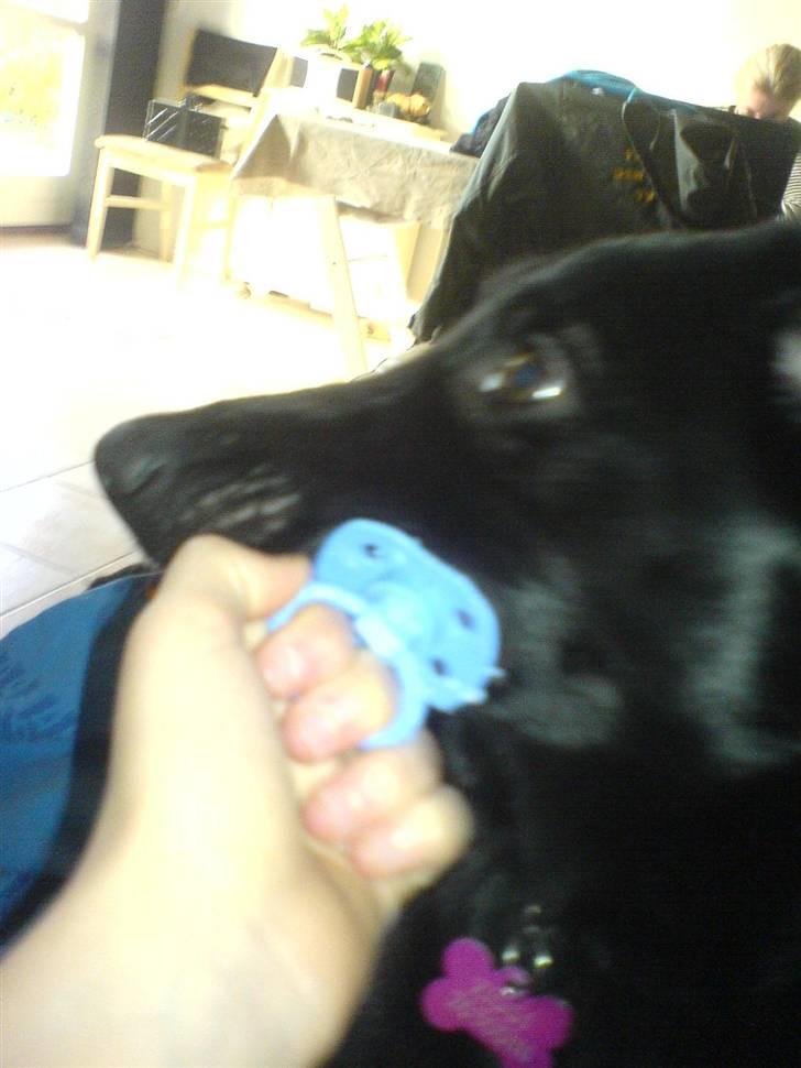 Blanding af racer Ziggi (Lille cirkus tøs<3 - MIN SUT NEEJ MIN SUT!!! xD <3 elsker dig bare min lille ven   Fotograf : Miig billede 9