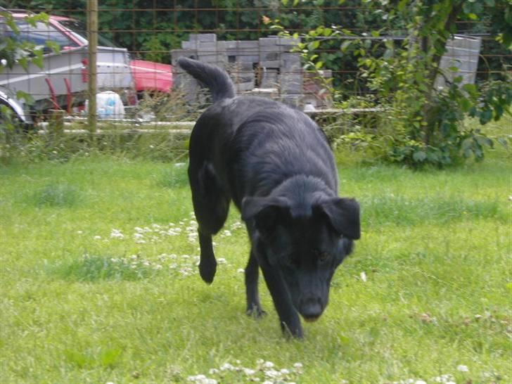 Blanding af racer Ziggi (Lille cirkus tøs<3 - Så smukt du går ;D <!!3  Fotograf : Miig  billede 10