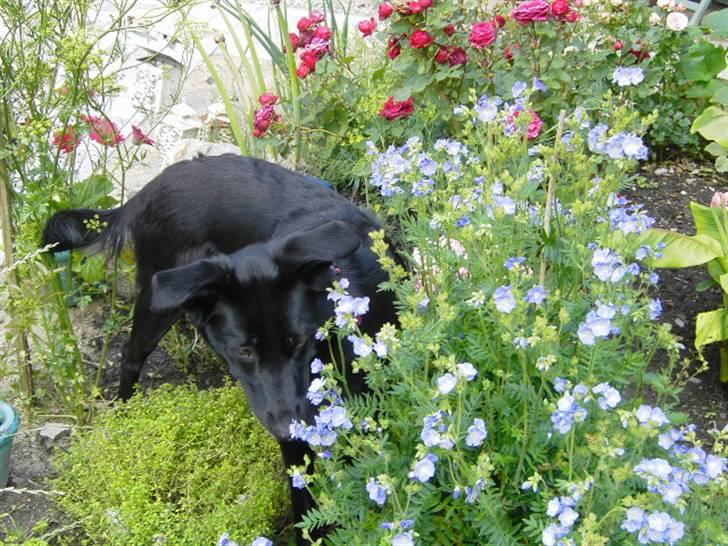 Blanding af racer Ziggi (Lille cirkus tøs<3 - Uhhh har du fundet en blomst xD <3   Fotograf : Mig billede 11