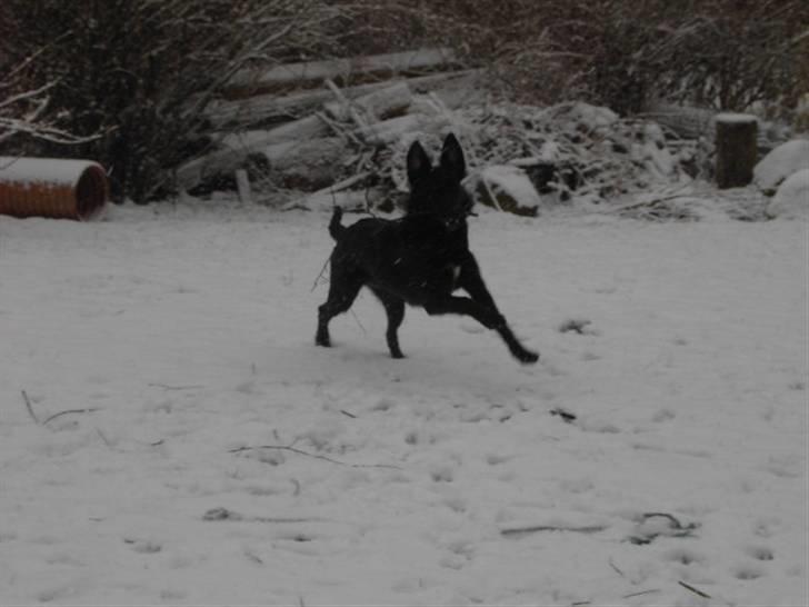 Blanding af racer Ziggi (Lille cirkus tøs<3 - Du elsker også bare og lege i sne ikk ozz miin ;D <3 !!  Fotograf : Miig  billede 12