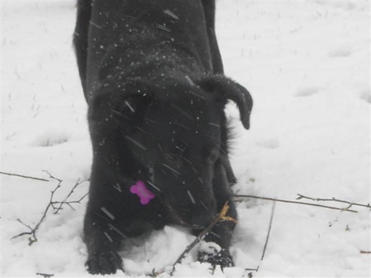 Blanding af racer Ziggi (Lille cirkus tøs<3 - Ahh PIIIIIIIIIIIIND!!!!!!!!!!!!!!!!!!!!!!!!!!! <!!3   Fotograf : Miig billede 13