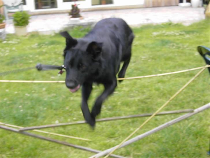 Blanding af racer Ziggi (Lille cirkus tøs<3 - Love you evertime !!! Bare den lækre måde du springer over springene <3 :D !  Fotograf : Miig  billede 14