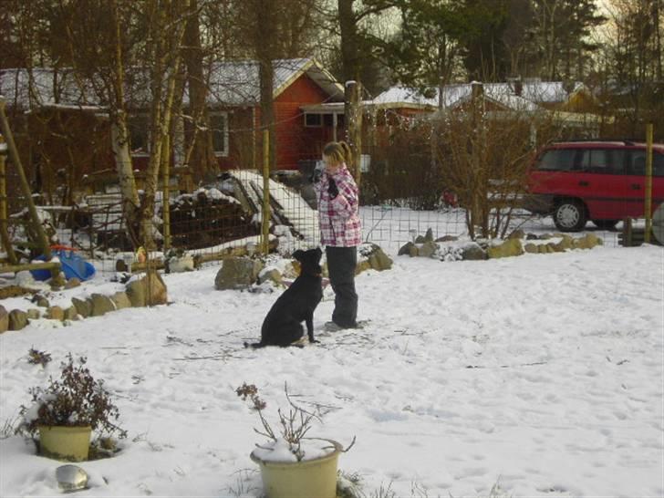 Blanding af racer Ziggi (Lille cirkus tøs<3 - Siiiiit !! <3 Du så dygtig !  Fotograf : Mor billede 15