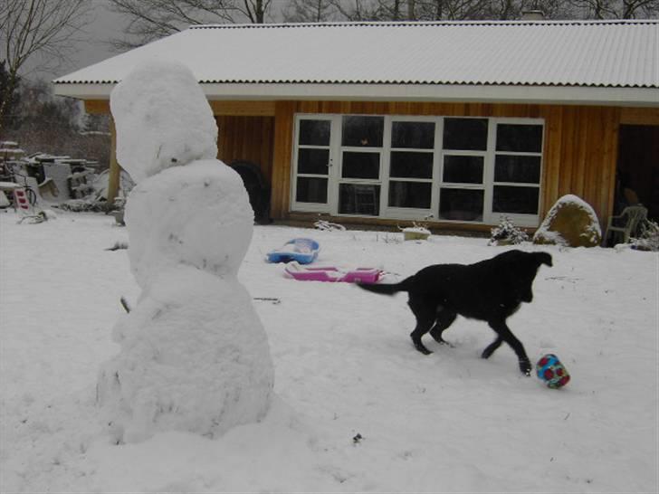 Blanding af racer Ziggi (Lille cirkus tøs<3 - Elsker du og lege med boldt <!!3        JAAAAAA!  Fotograf : Miig billede 17