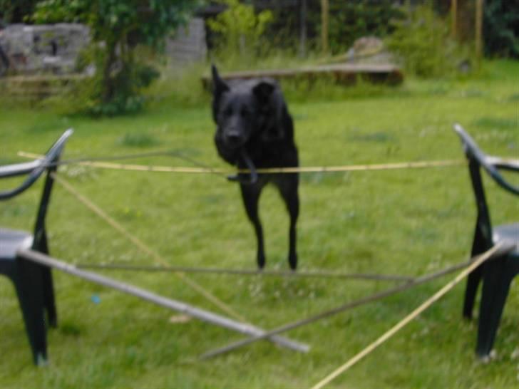 Blanding af racer Ziggi (Lille cirkus tøs<3 - SPRIIIIIIIIIIIIIIIIIIIIIIING! x´DD ..... Du så sej skat! xD Fotograf : Mig billede 18