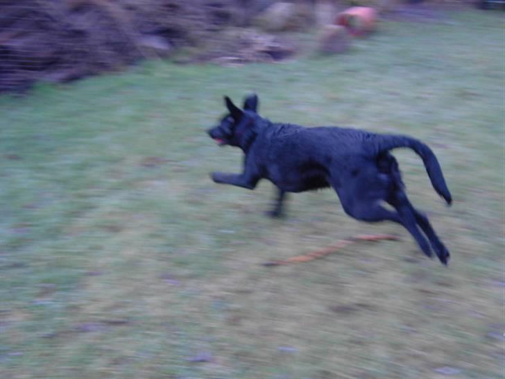 Blanding af racer Ziggi (Lille cirkus tøs<3 - Øhh hej hej Ziggi ,har du travlt! ?? oO :)  Fotograf : Miig billede 19