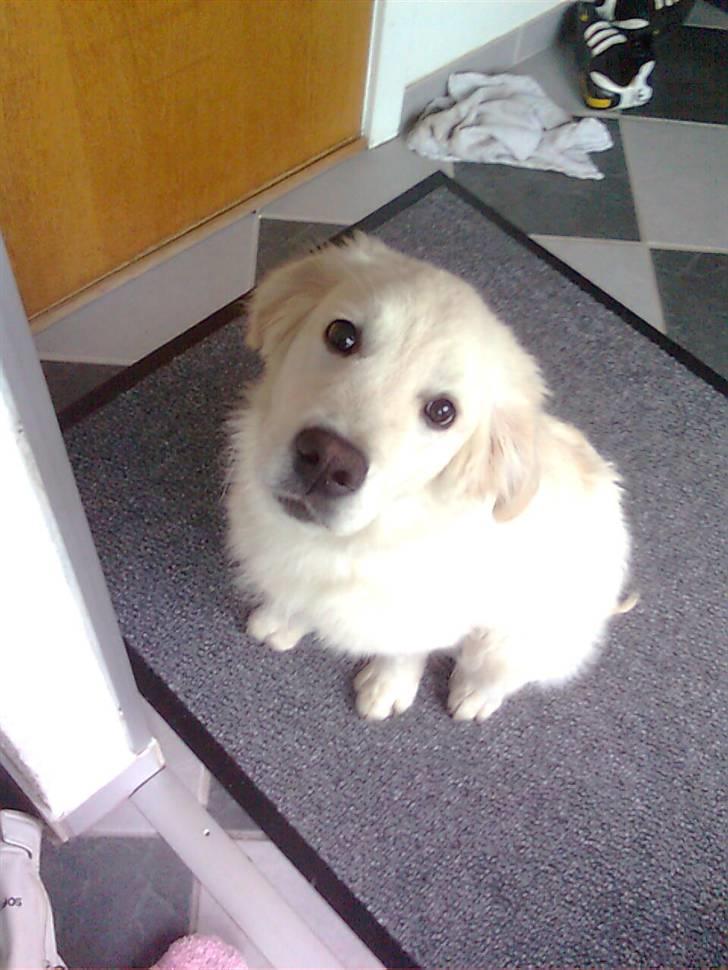 Golden retriever Baloo billede 1