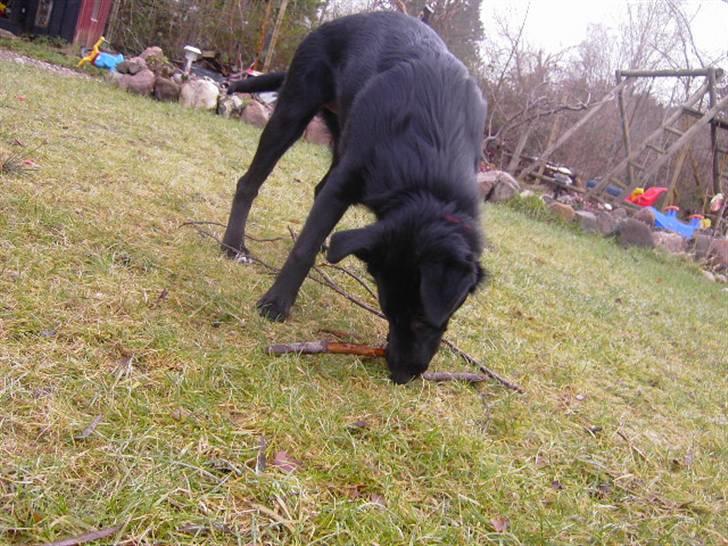 Blanding af racer Ziggi (Lille cirkus tøs<3 - det er MIN pind !! <3 :D Tak for kigged skriv gerne en kommentar og meget gerne en høj :D  Fotograf : Miig  billede 20