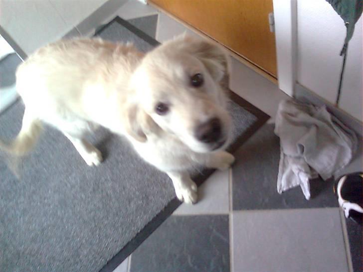 Golden retriever Baloo billede 3