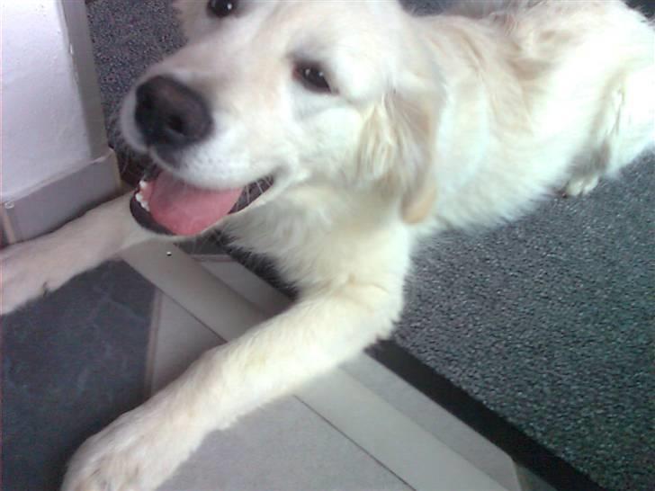 Golden retriever Baloo billede 5