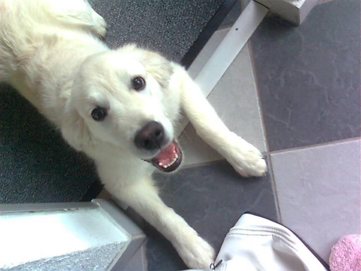 Golden retriever Baloo billede 6