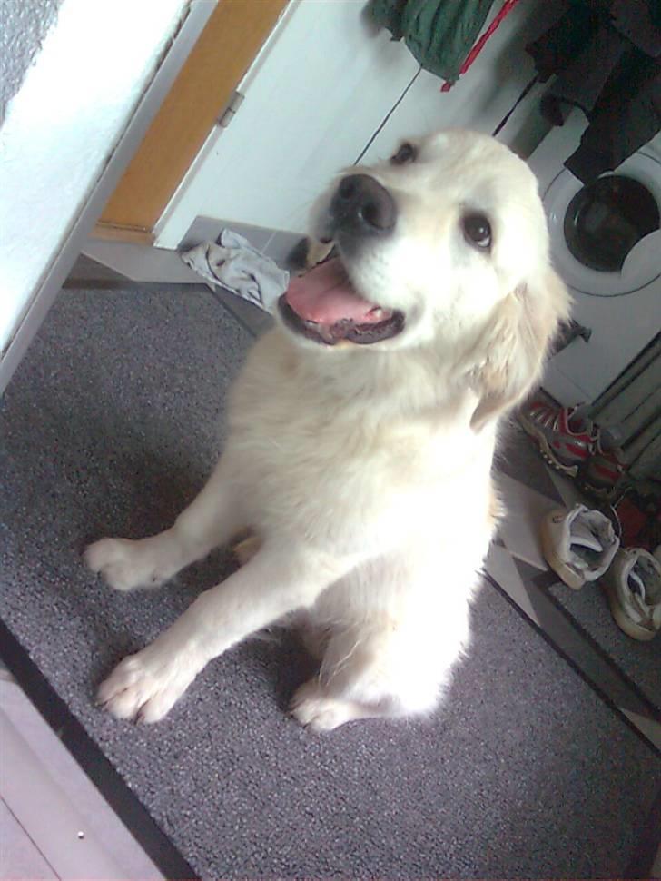 Golden retriever Baloo billede 7