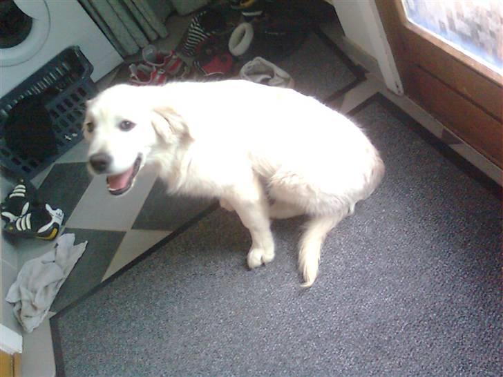 Golden retriever Baloo billede 8