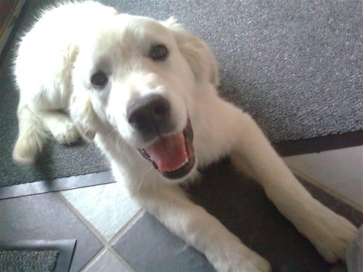 Golden retriever Baloo billede 9