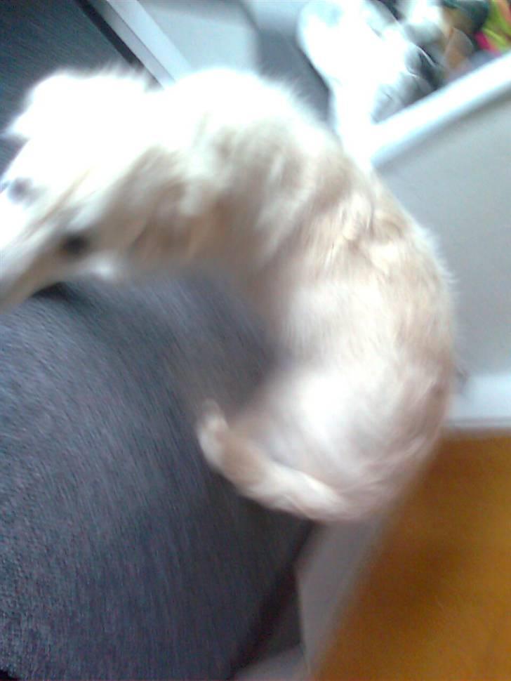 Golden retriever Baloo billede 10