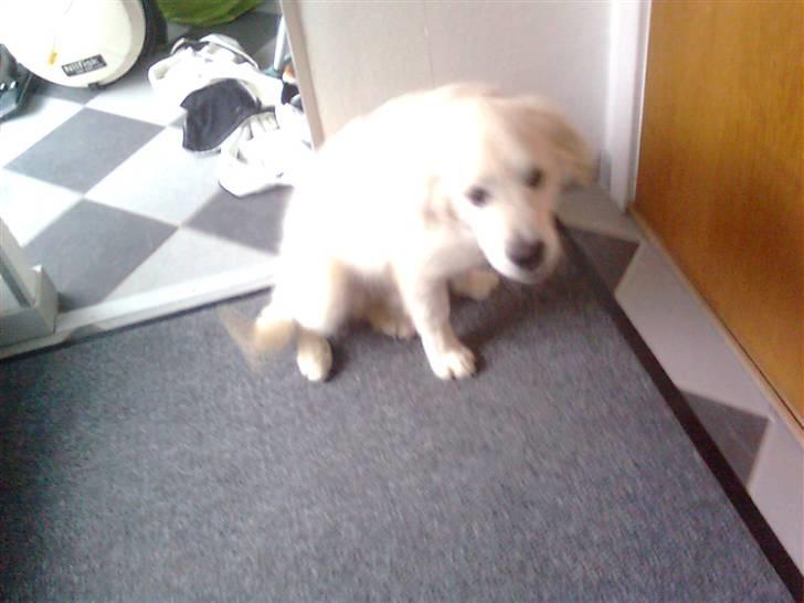 Golden retriever Baloo billede 11