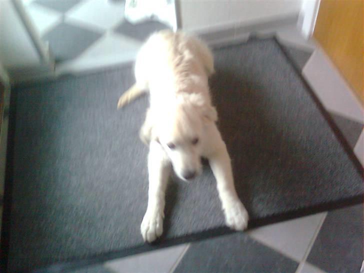 Golden retriever Baloo billede 12