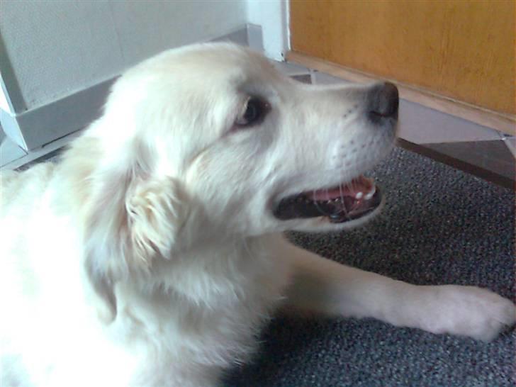 Golden retriever Baloo billede 14