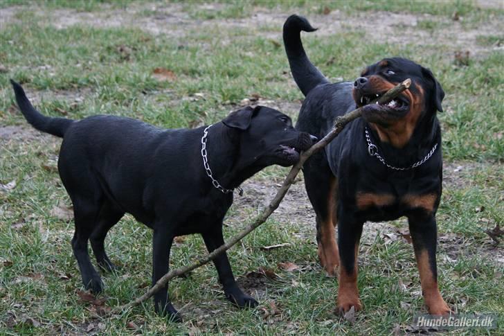 Labrador retriever Zara - Zara med sin legeven rotten line billede 1