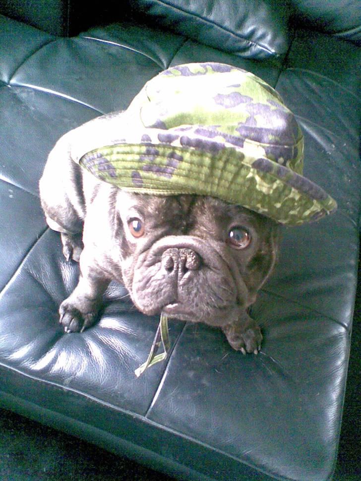 Fransk bulldog Fanto    R.I.P. billede 10