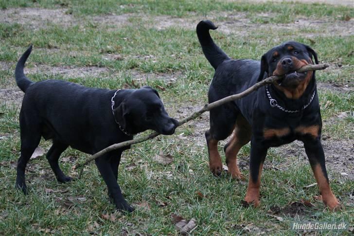 Labrador retriever Zara billede 2