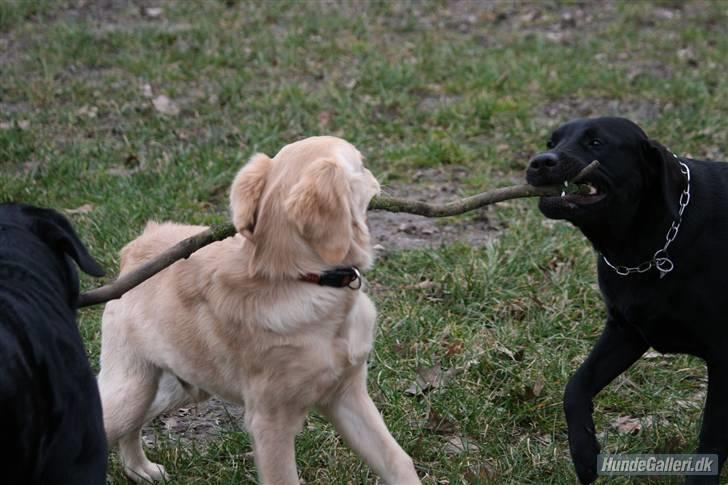 Labrador retriever Zara billede 3
