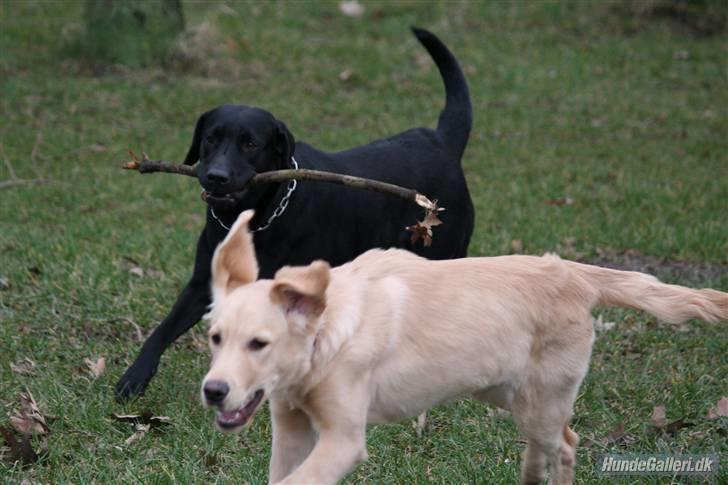 Labrador retriever Zara billede 4