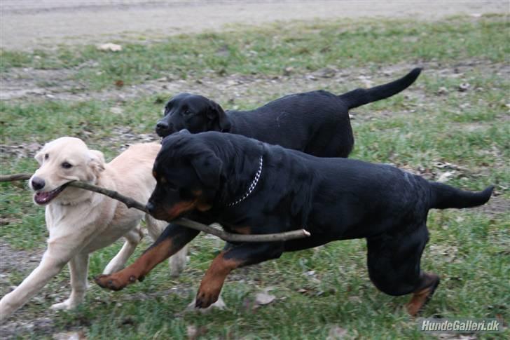 Labrador retriever Zara billede 5