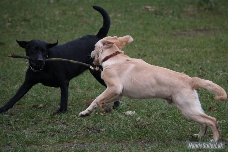 Labrador retriever Zara billede 6
