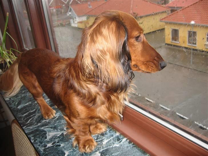Gravhund King billede 8