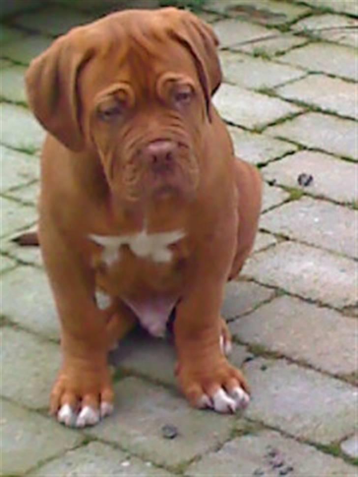 Dogue de bordeaux Turner. - Turner 12 uger. billede 1