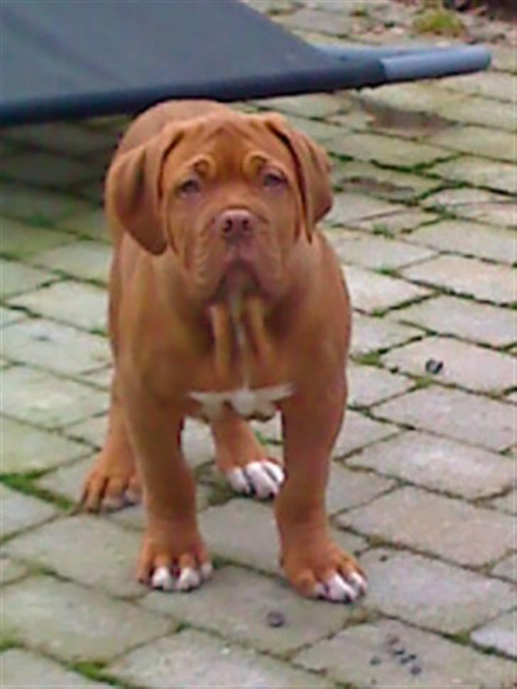 Dogue de bordeaux Turner. - Turner 12 uger. billede 2