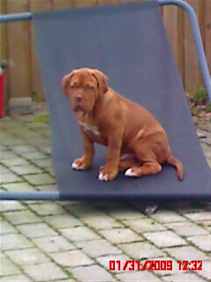 Dogue de bordeaux Turner. - Turner i sin ynglings stol. billede 3